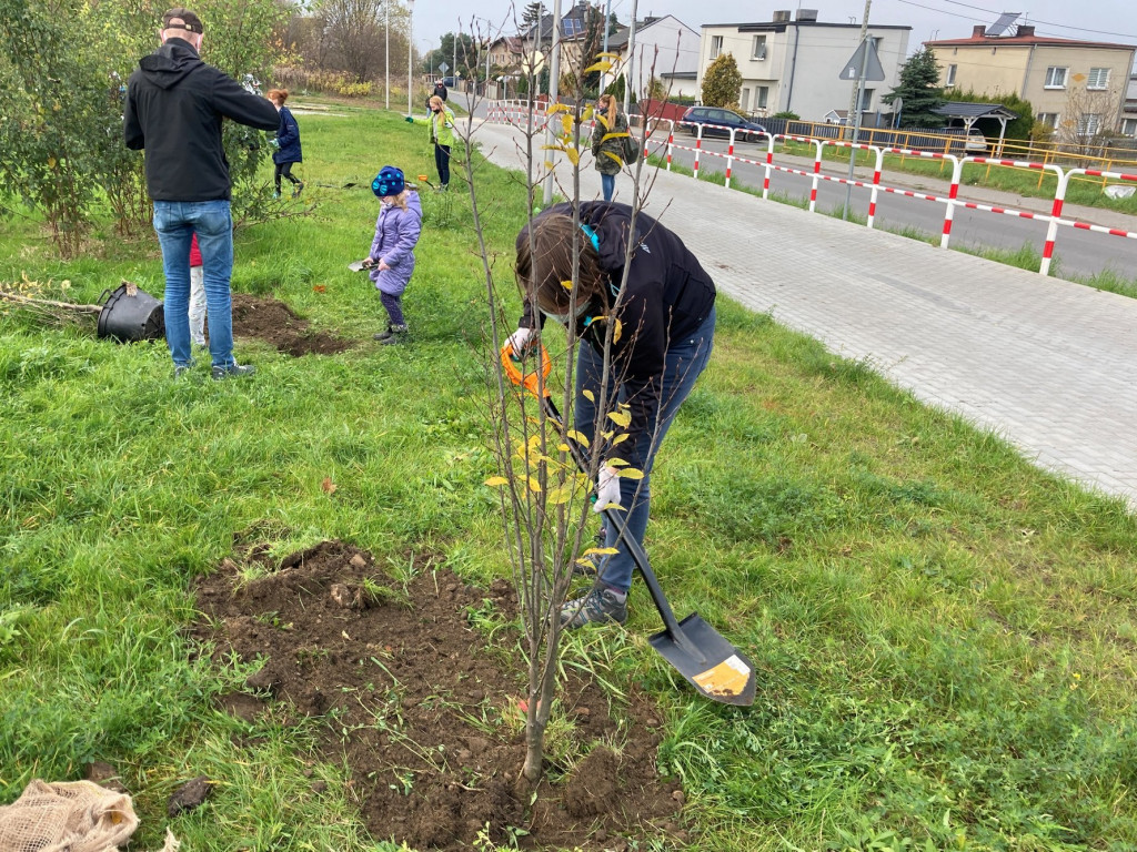 Harcerze sadzili drzewa na skwerze przy ul. Morcinka