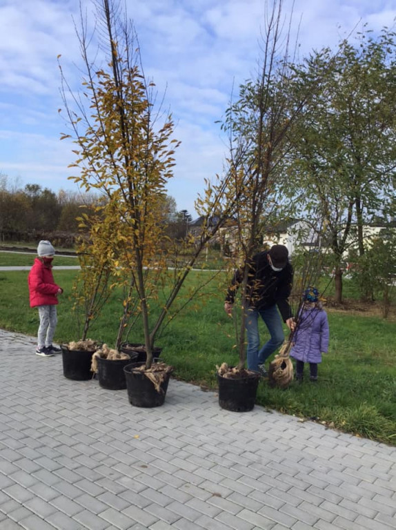 Harcerze sadzili drzewa na skwerze przy ul. Morcinka