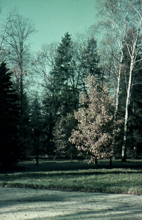 Nieznane zdjęcia Małego Wersalu w Świerklańcu