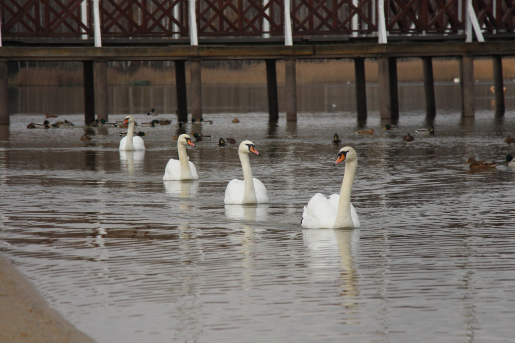 Gdzie na niedzielny spacer? Może Pogoria?