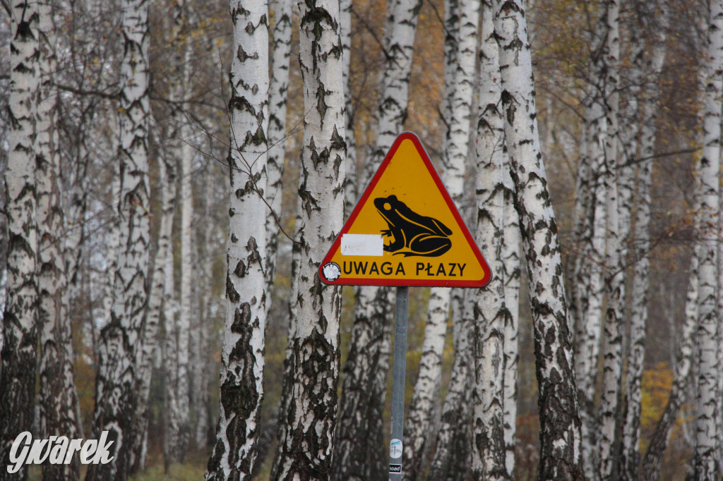 Gdzie na niedzielny spacer? Może Pogoria?