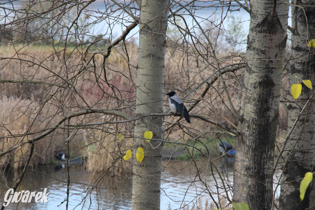 Gdzie na niedzielny spacer? Może Pogoria?