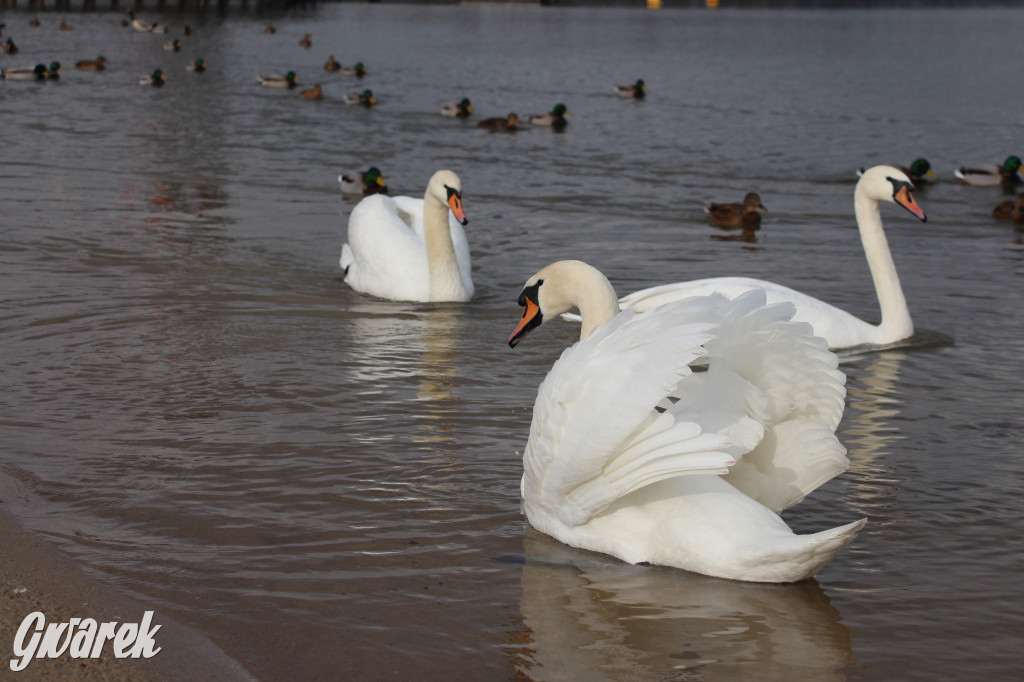 Gdzie na niedzielny spacer? Może Pogoria?