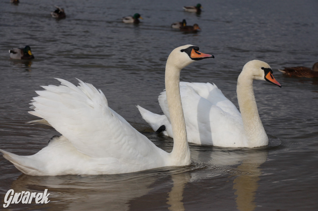 Gdzie na niedzielny spacer? Może Pogoria?