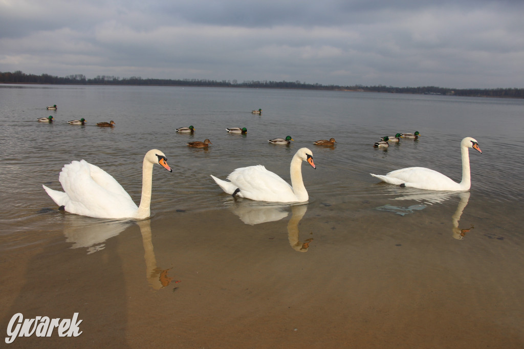Gdzie na niedzielny spacer? Może Pogoria?