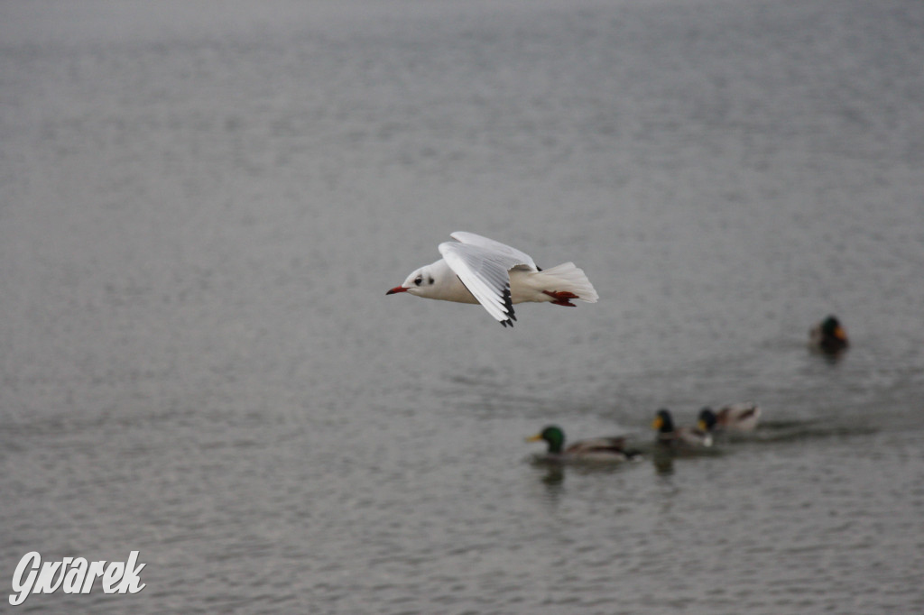 Gdzie na niedzielny spacer? Może Pogoria?