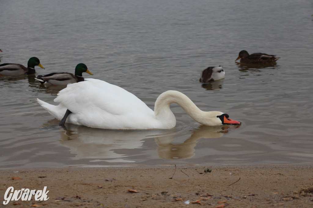 Gdzie na niedzielny spacer? Może Pogoria?