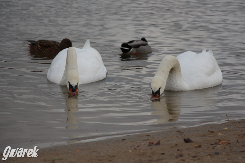 Gdzie na niedzielny spacer? Może Pogoria?