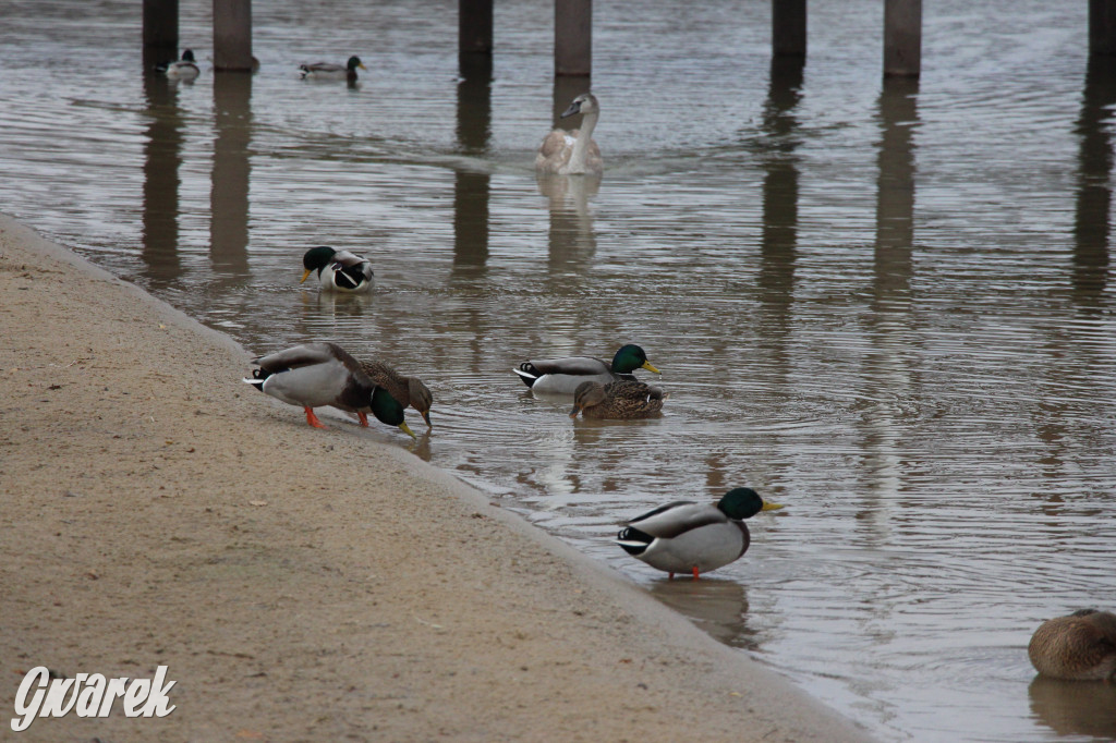 Gdzie na niedzielny spacer? Może Pogoria?