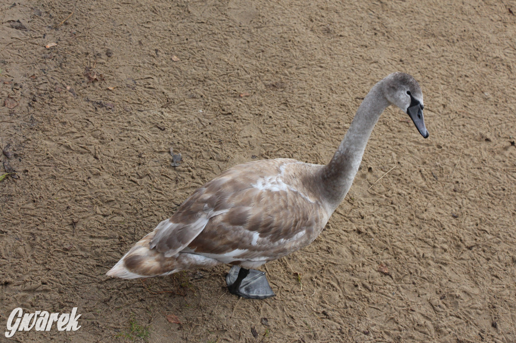 Gdzie na niedzielny spacer? Może Pogoria?