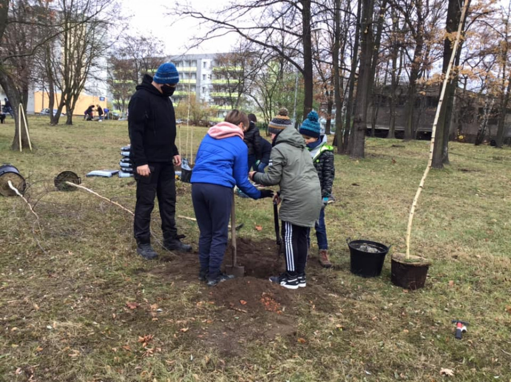 Harcerze w akcji. Tym razem sadzili drzewa w Strzybnicy