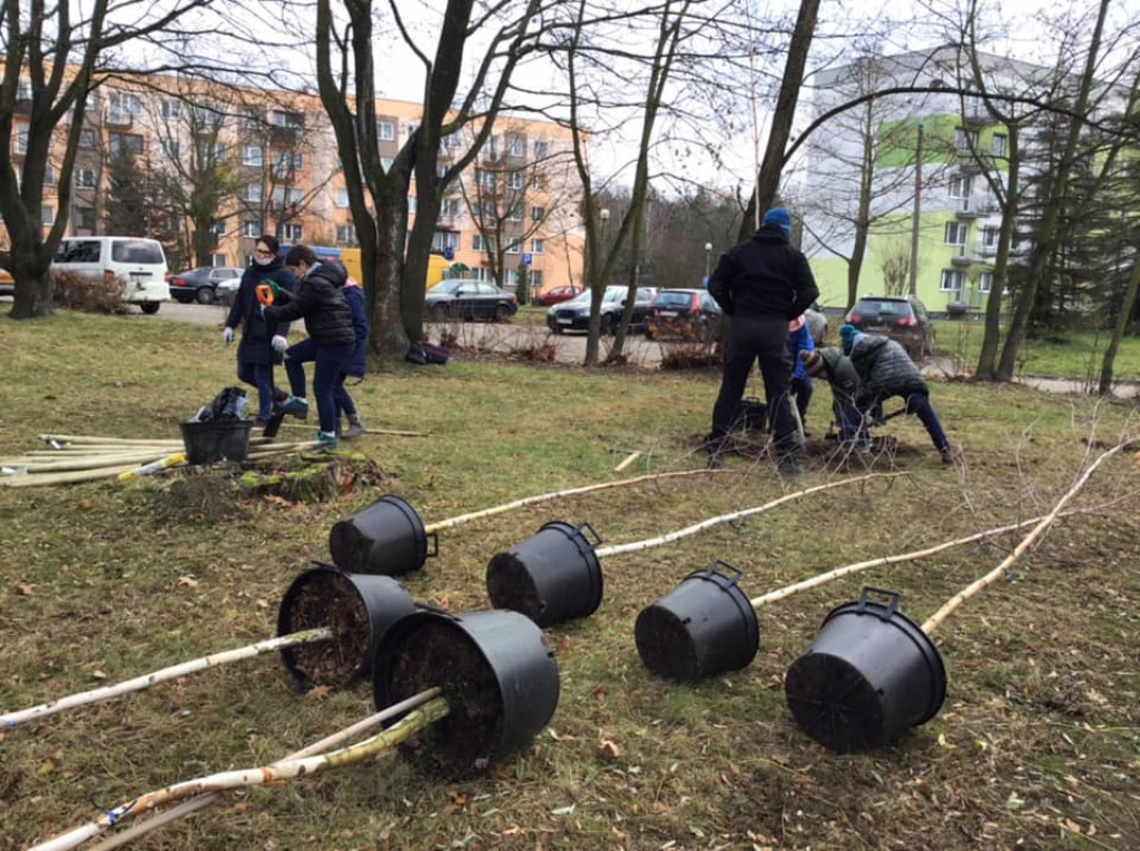 Harcerze w akcji. Tym razem sadzili drzewa w Strzybnicy