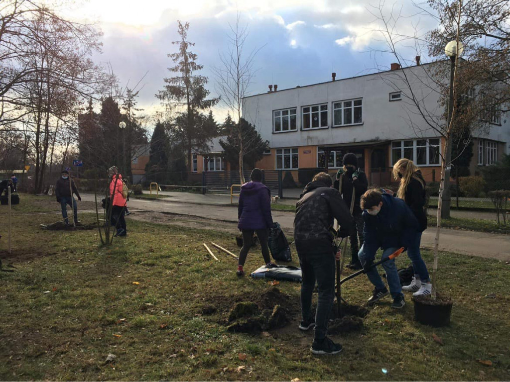 Harcerze w akcji. Tym razem sadzili drzewa w Strzybnicy
