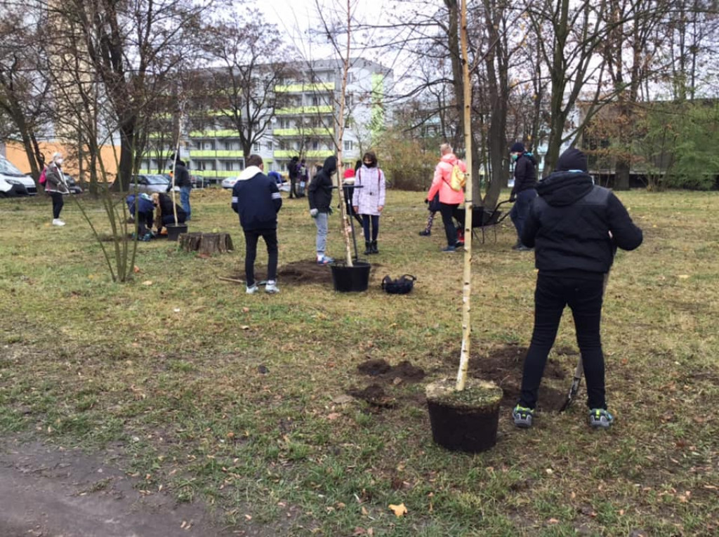 Harcerze w akcji. Tym razem sadzili drzewa w Strzybnicy