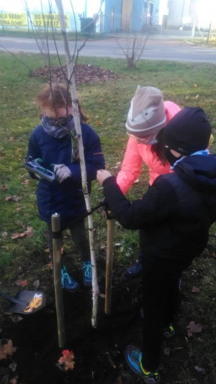 Harcerze w akcji. Tym razem sadzili drzewa w Strzybnicy