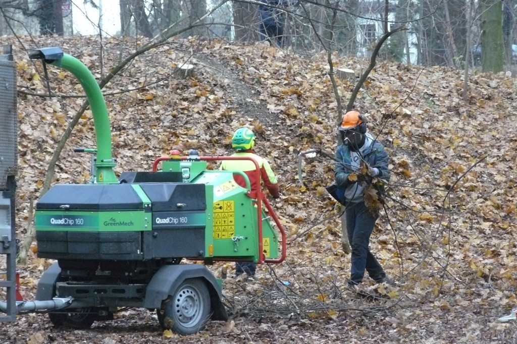 4 grudnia rozpoczęła się wycinka drzew w parku