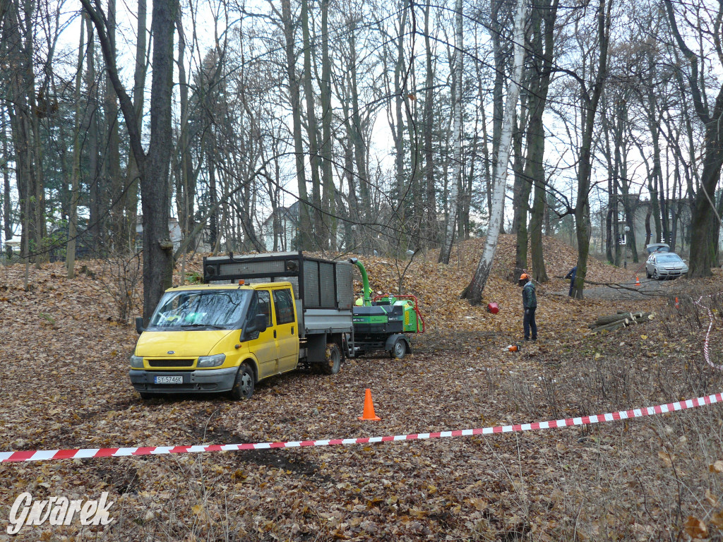 4 grudnia rozpoczęła się wycinka drzew w parku