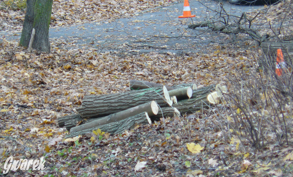 4 grudnia rozpoczęła się wycinka drzew w parku