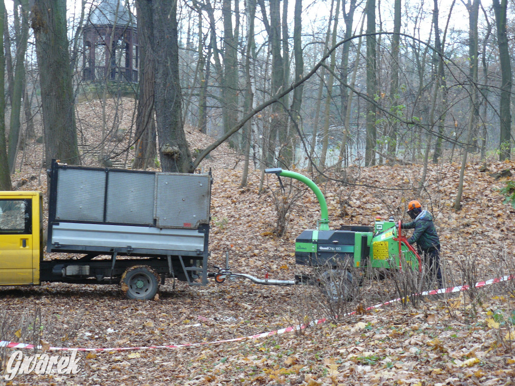 4 grudnia rozpoczęła się wycinka drzew w parku