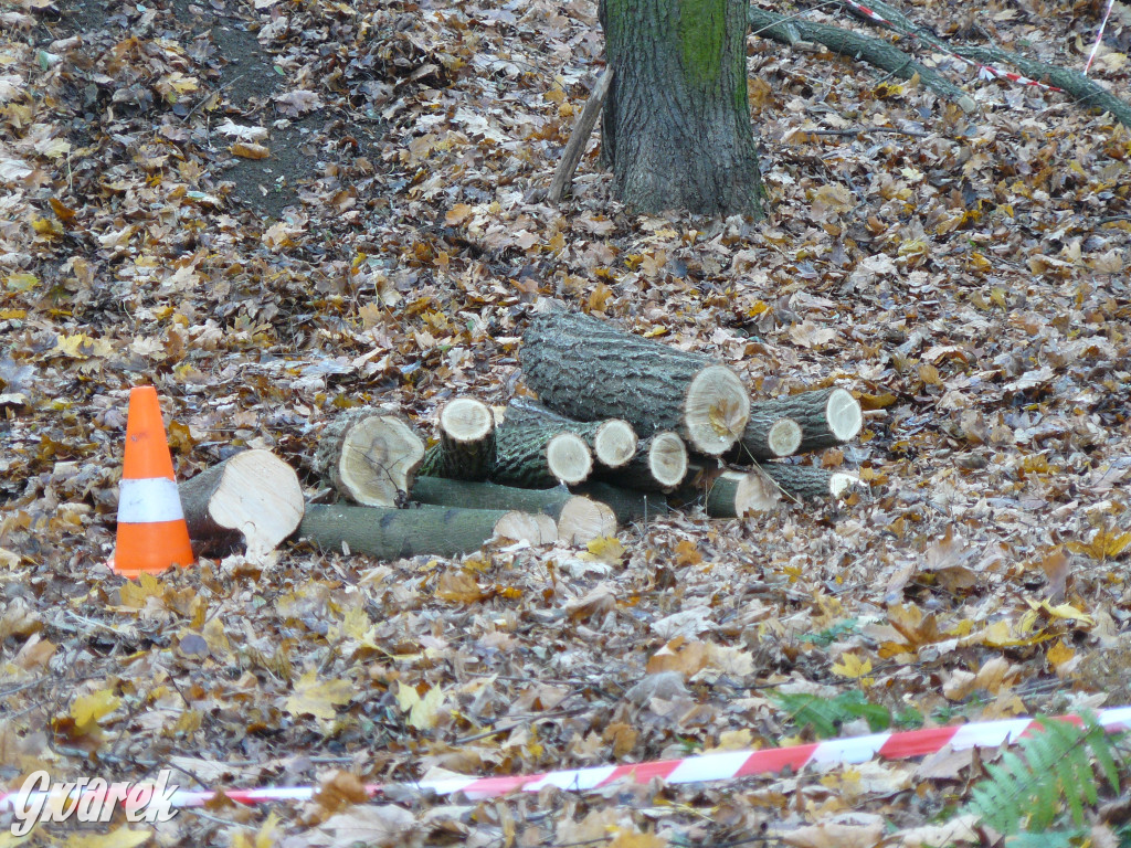 4 grudnia rozpoczęła się wycinka drzew w parku