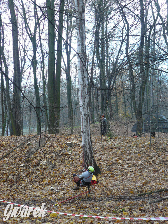 4 grudnia rozpoczęła się wycinka drzew w parku