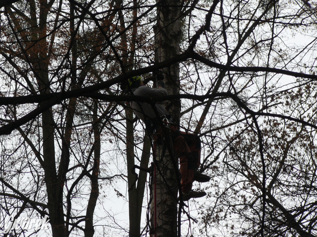 4 grudnia rozpoczęła się wycinka drzew w parku
