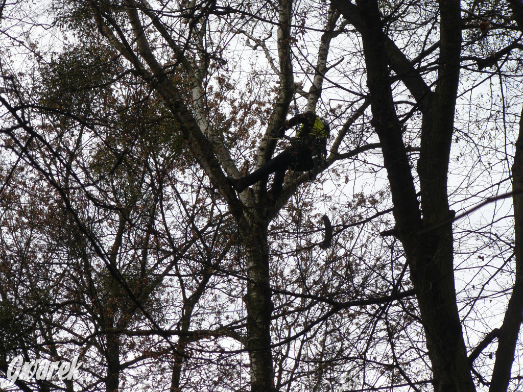 4 grudnia rozpoczęła się wycinka drzew w parku