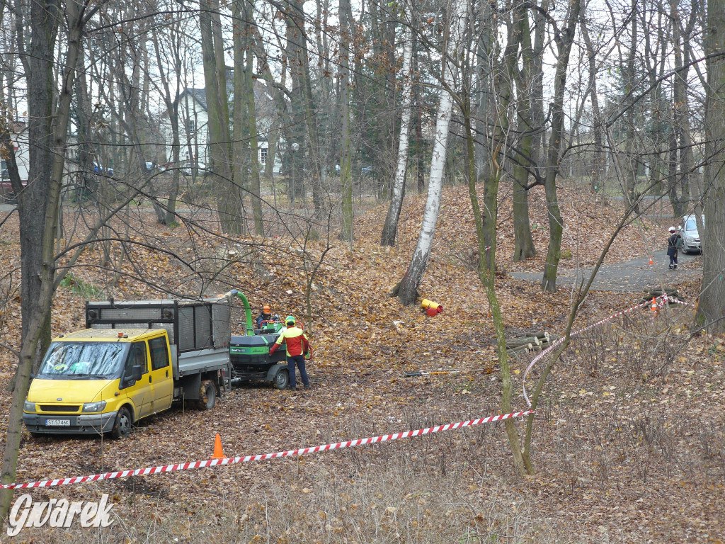 4 grudnia rozpoczęła się wycinka drzew w parku