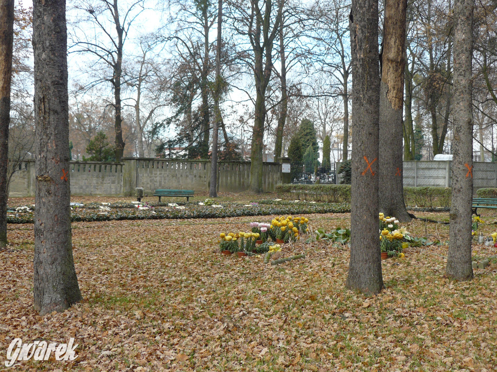 4 grudnia rozpoczęła się wycinka drzew w parku