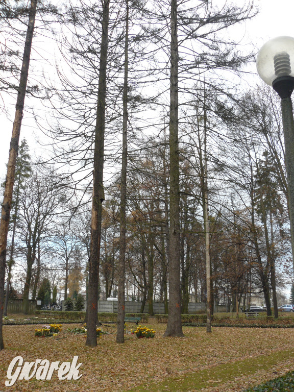 4 grudnia rozpoczęła się wycinka drzew w parku