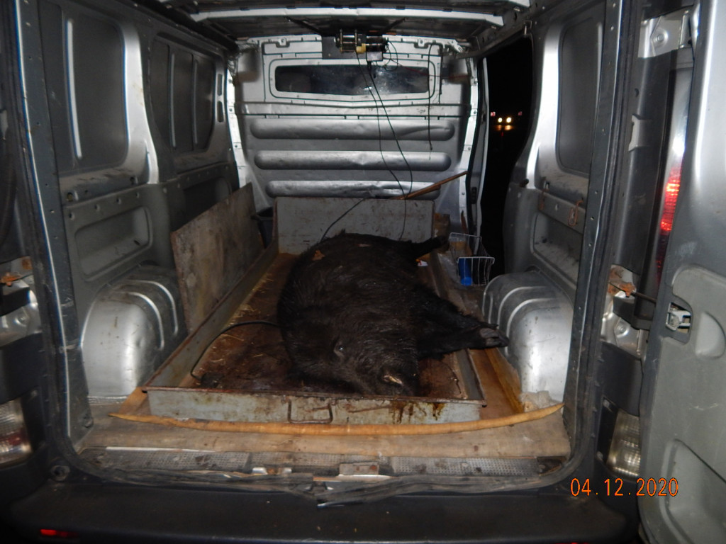 Noga z gazu. Dzikie zwierzęta na drodze