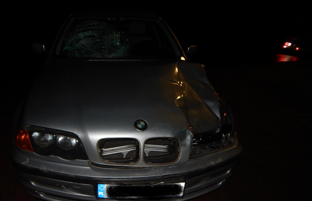 Noga z gazu. Dzikie zwierzęta na drodze