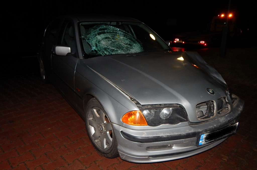 Noga z gazu. Dzikie zwierzęta na drodze