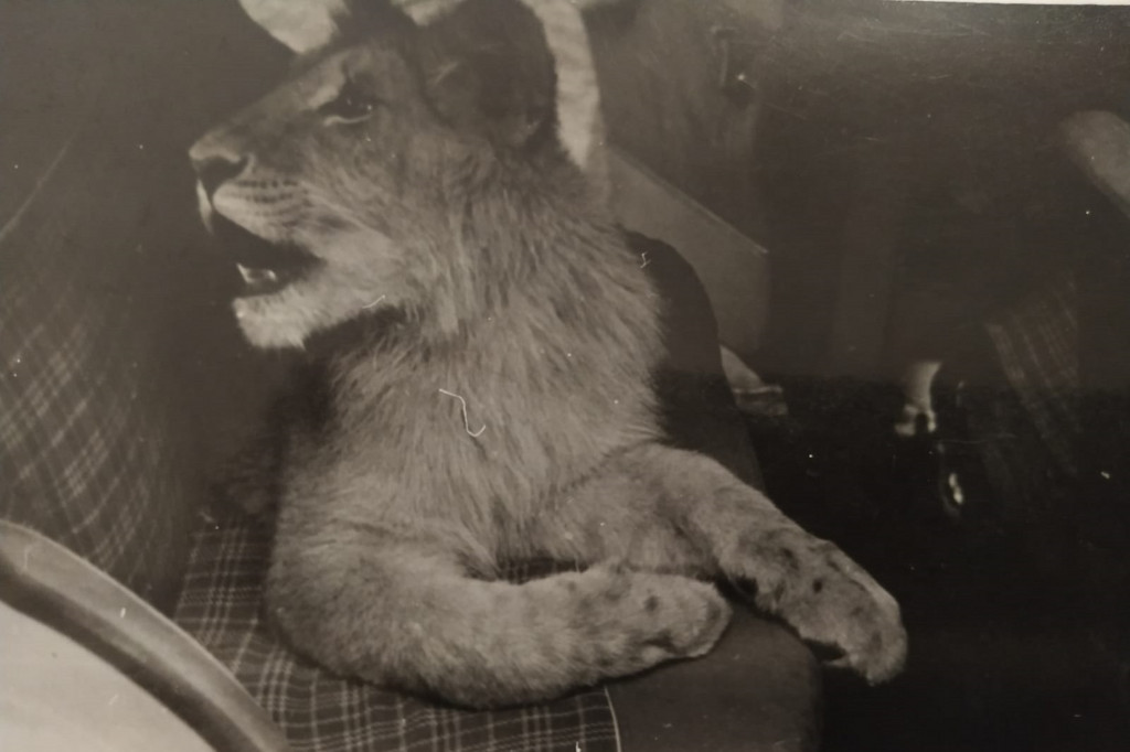 Jak lew Wacek odwiedzał Lasowice