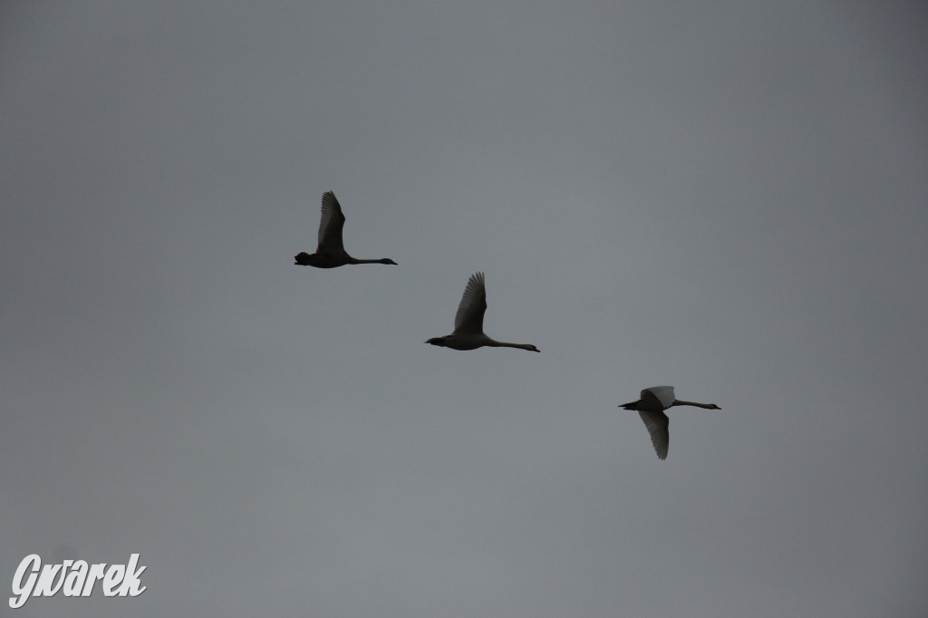 Pogoria na zimowy spacer. Który zbiornik wybrać?