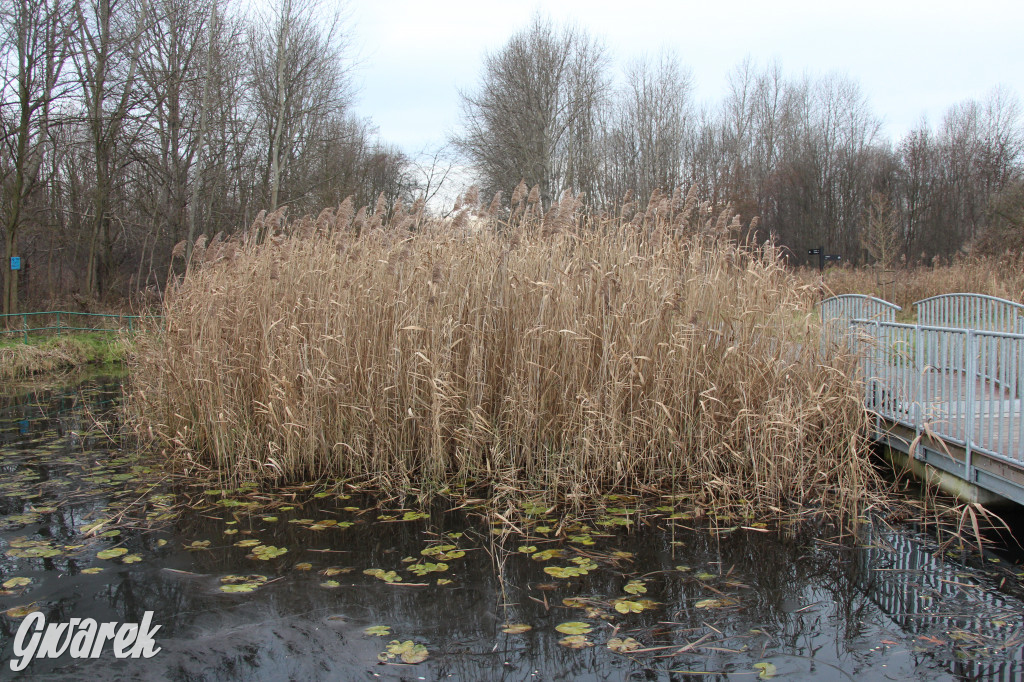 Pogoria na zimowy spacer. Który zbiornik wybrać?