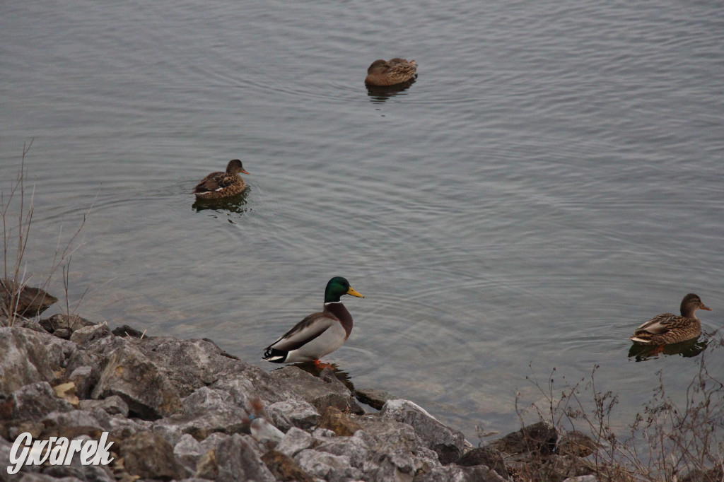 Pogoria na zimowy spacer. Który zbiornik wybrać?