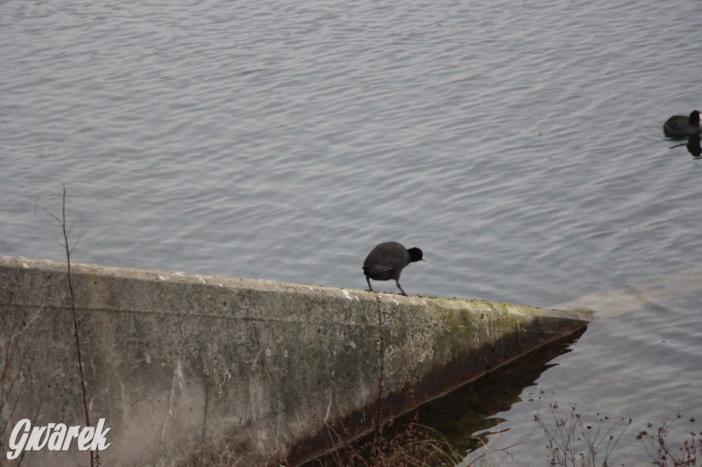Pogoria na zimowy spacer. Który zbiornik wybrać?