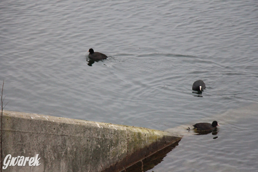 Pogoria na zimowy spacer. Który zbiornik wybrać?