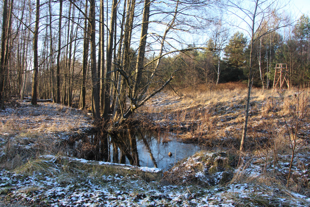 Tam zawsze jest pięknie. Lasy wokół Pniowca