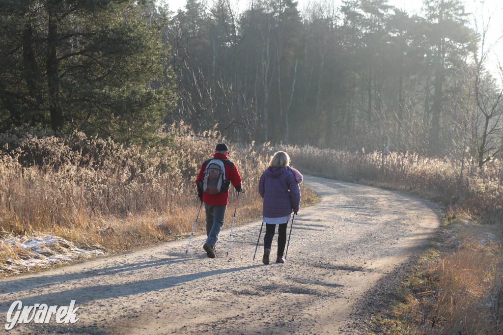 Tam zawsze jest pięknie. Lasy wokół Pniowca