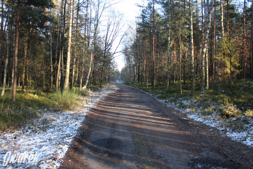 Tam zawsze jest pięknie. Lasy wokół Pniowca