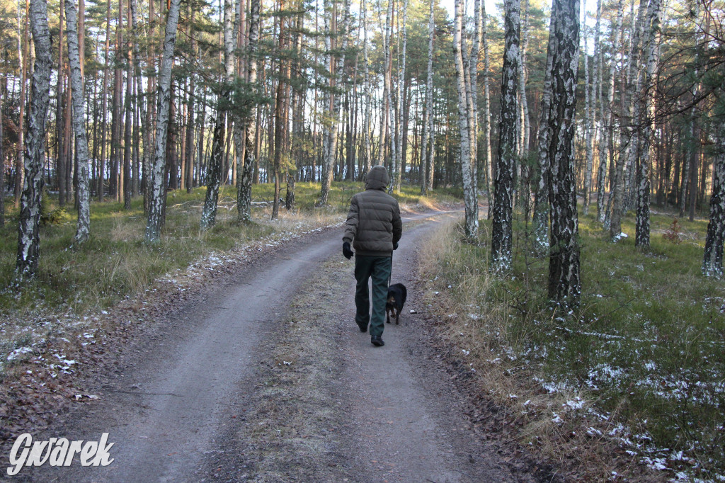 Tam zawsze jest pięknie. Lasy wokół Pniowca