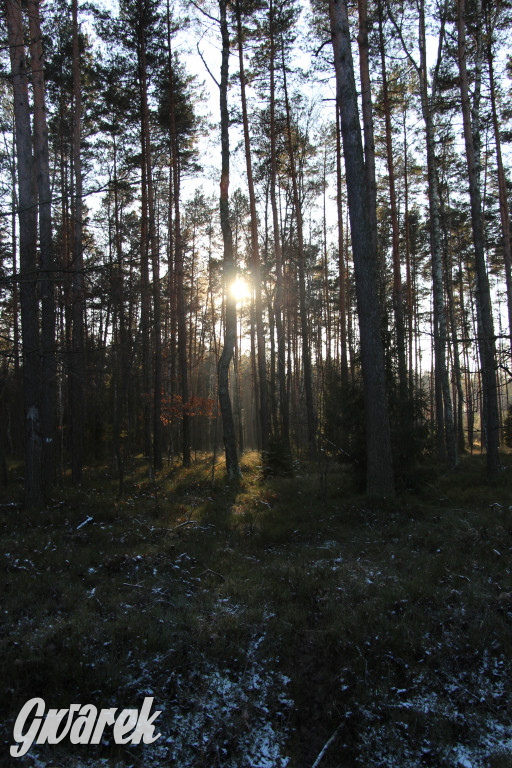 Tam zawsze jest pięknie. Lasy wokół Pniowca