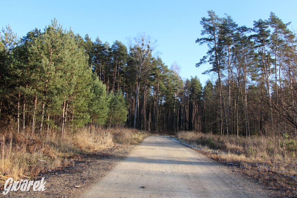 Tam zawsze jest pięknie. Lasy wokół Pniowca