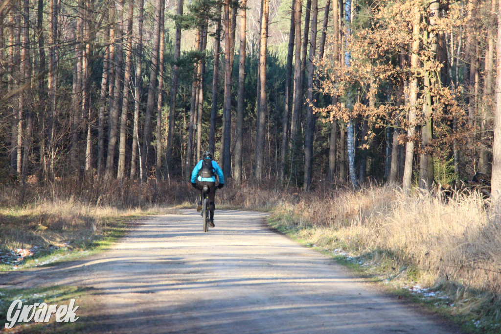 Tam zawsze jest pięknie. Lasy wokół Pniowca