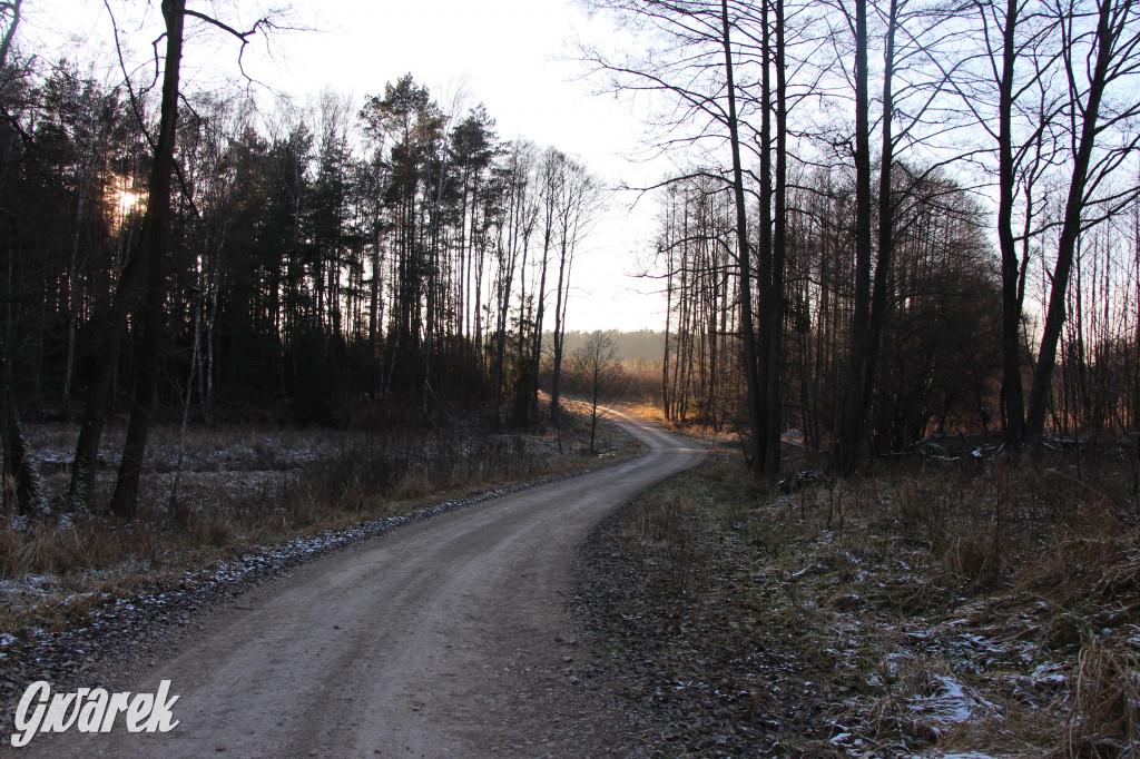 Tam zawsze jest pięknie. Lasy wokół Pniowca