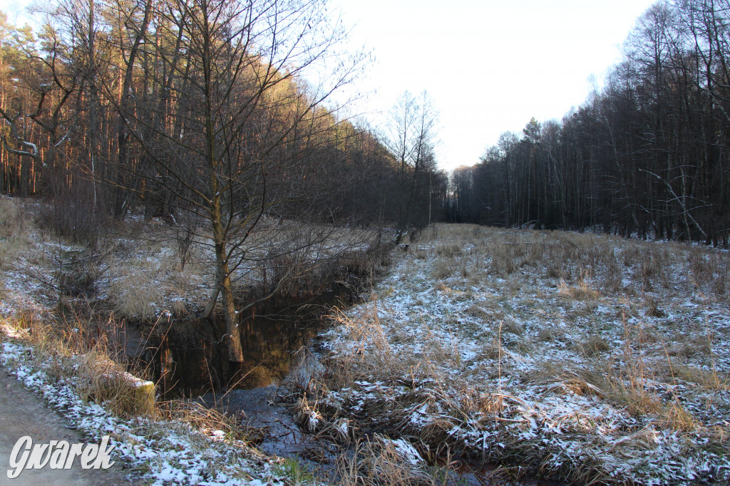 Tam zawsze jest pięknie. Lasy wokół Pniowca
