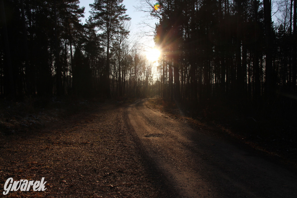 Tam zawsze jest pięknie. Lasy wokół Pniowca