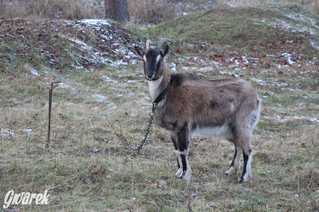 Tam zawsze jest pięknie. Lasy wokół Pniowca